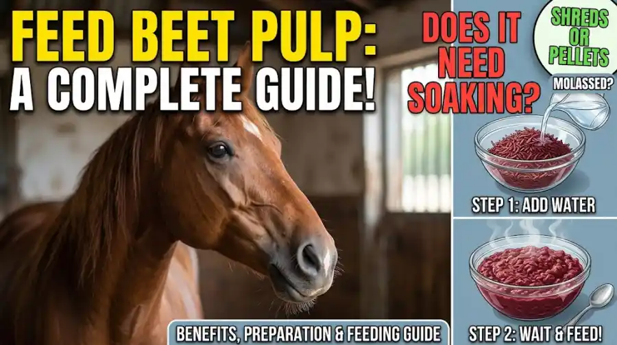 Beet Pulp for Horses
